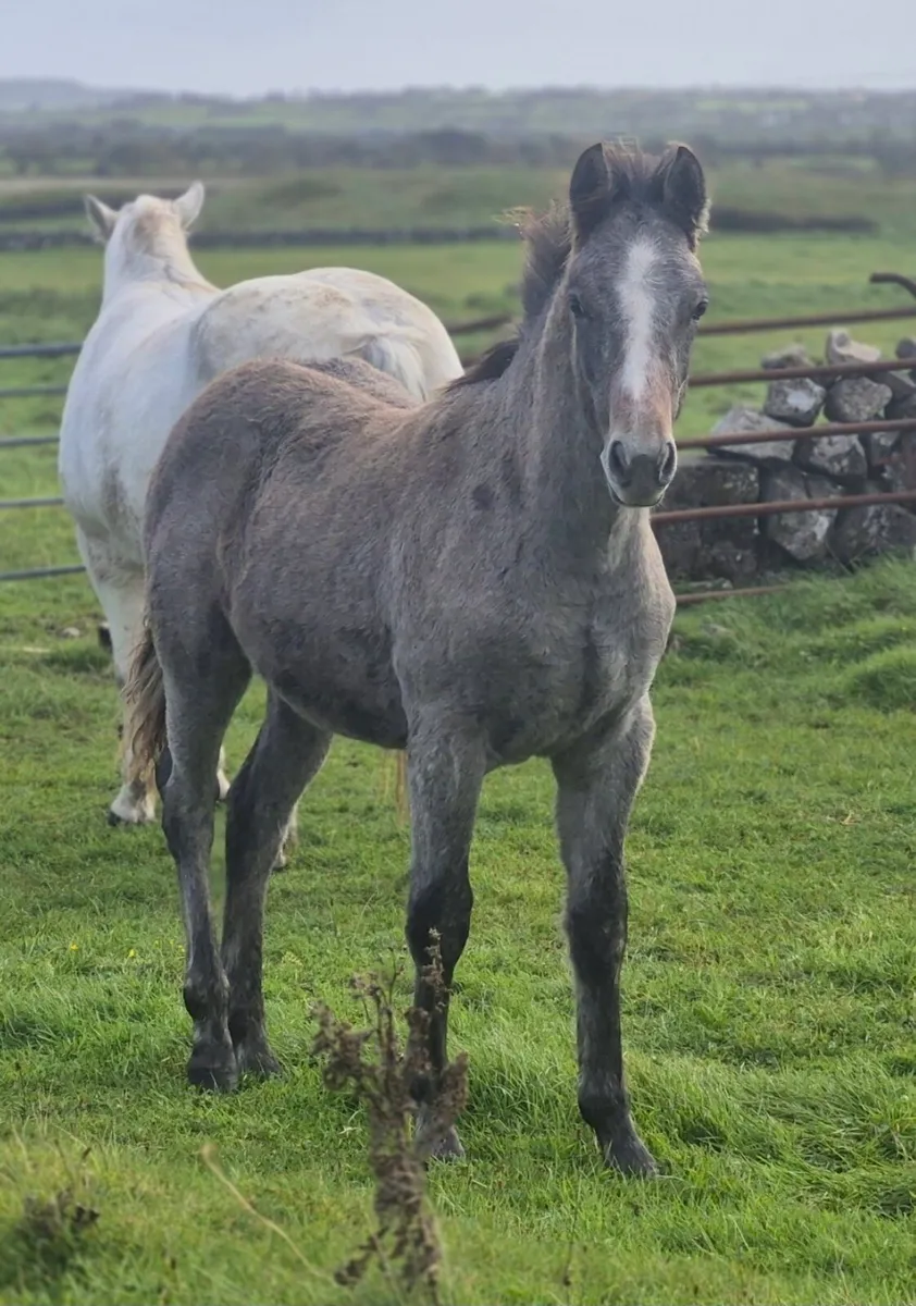 Reg Connemara Colt Foal - Image 4