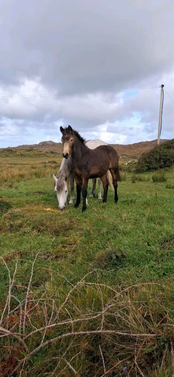 Rev Connemara Colf Foal - Image 1