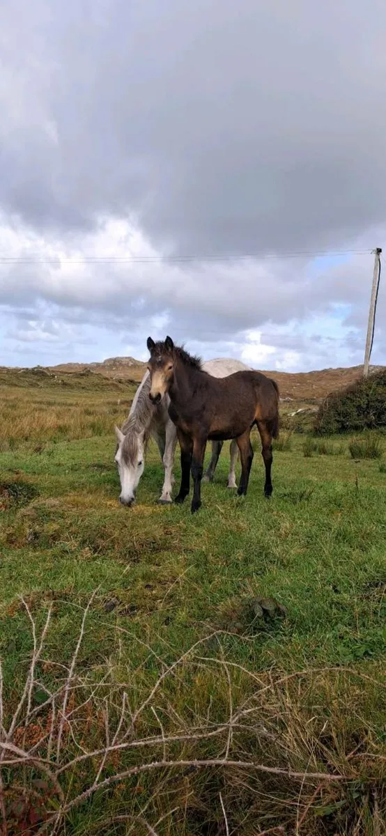 Rev Connemara Colf Foal - Image 2