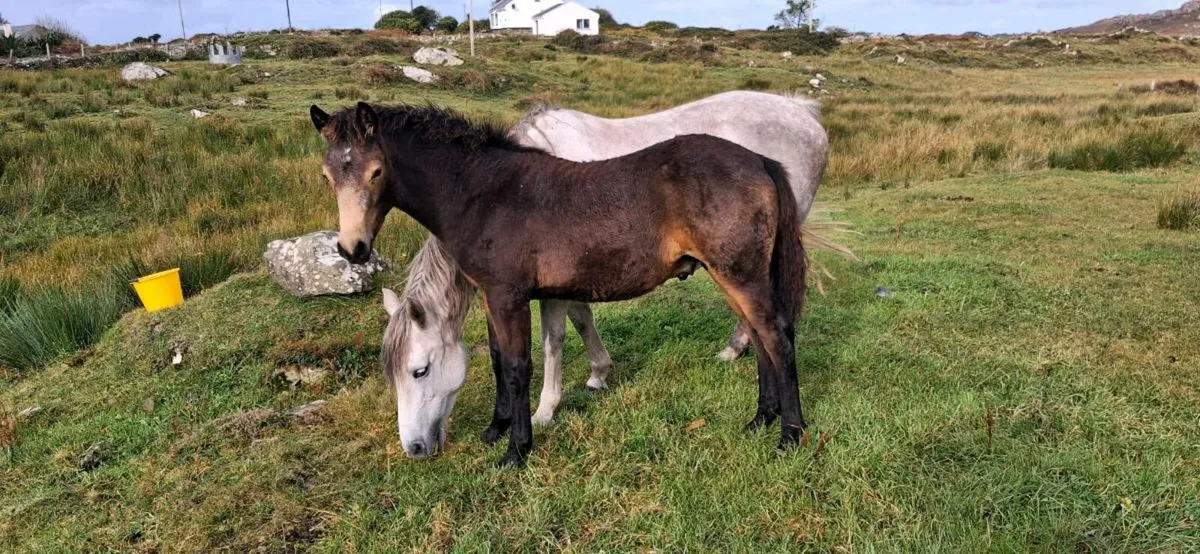 Rev Connemara Colf Foal - Image 3