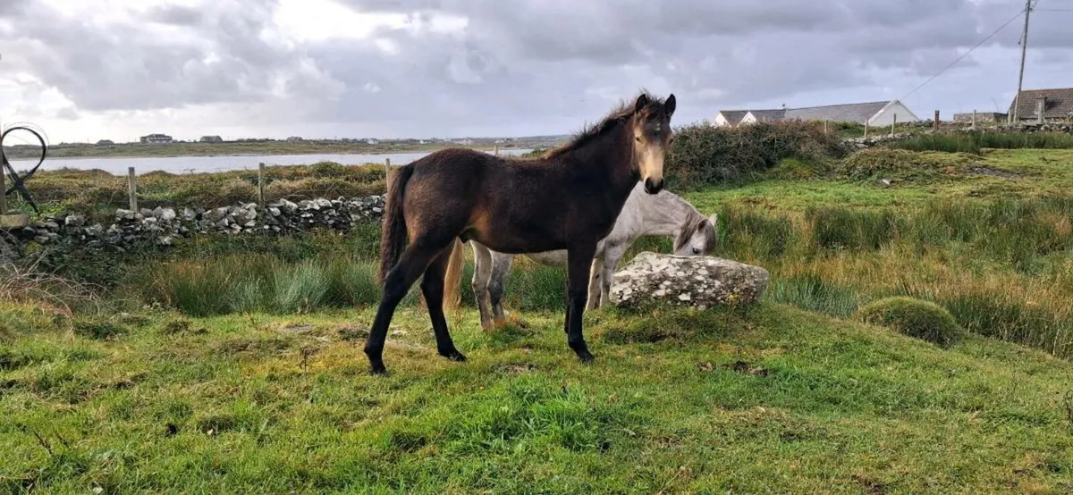 Rev Connemara Colf Foal - Image 4