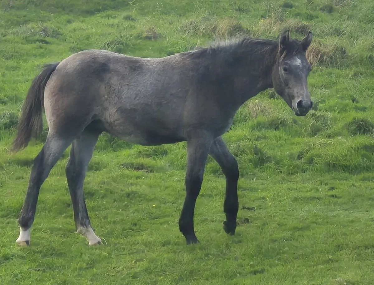 Reg Connemara Colt Foal - Image 1