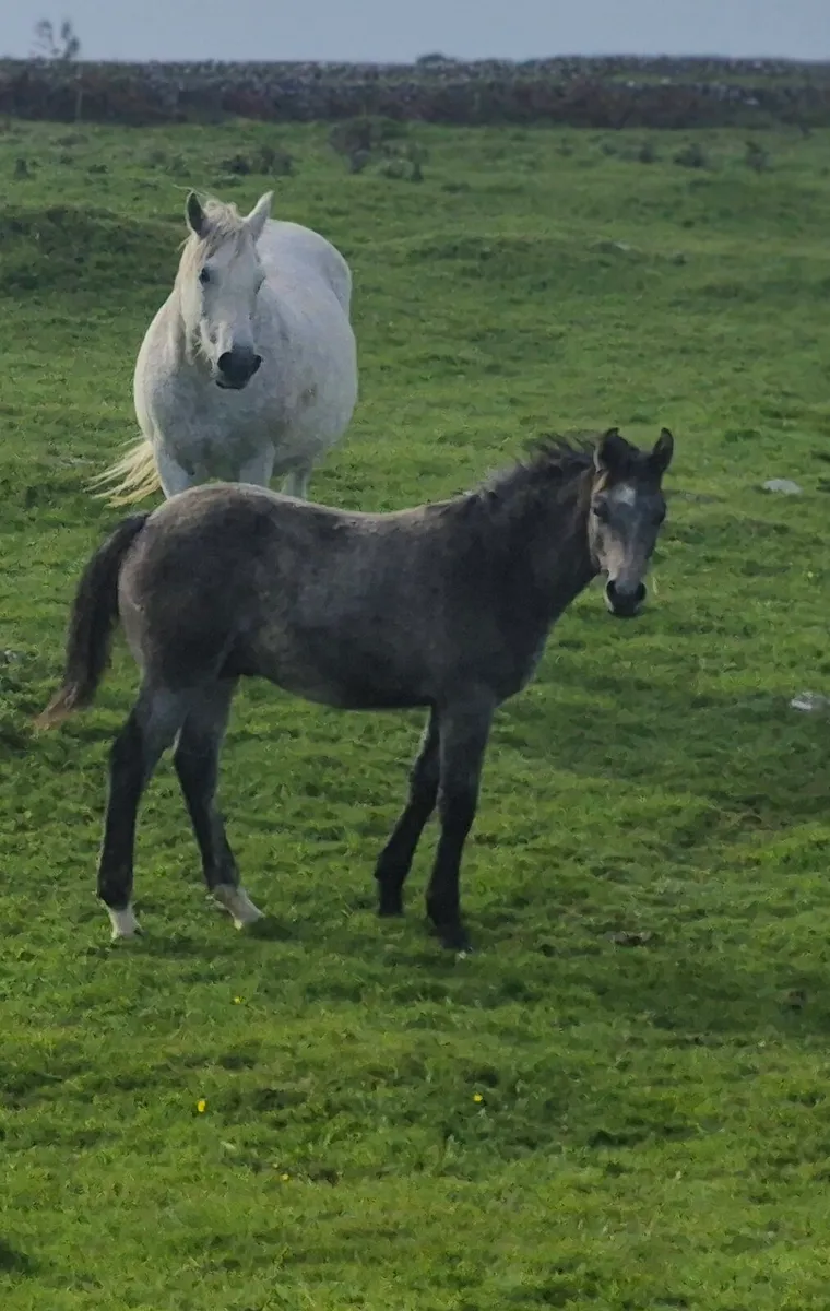 Reg Connemara Colt Foal - Image 2