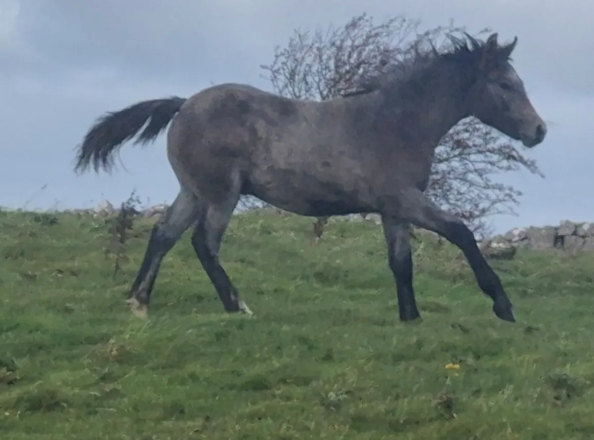 Reg Connemara Colt Foal - Image 3