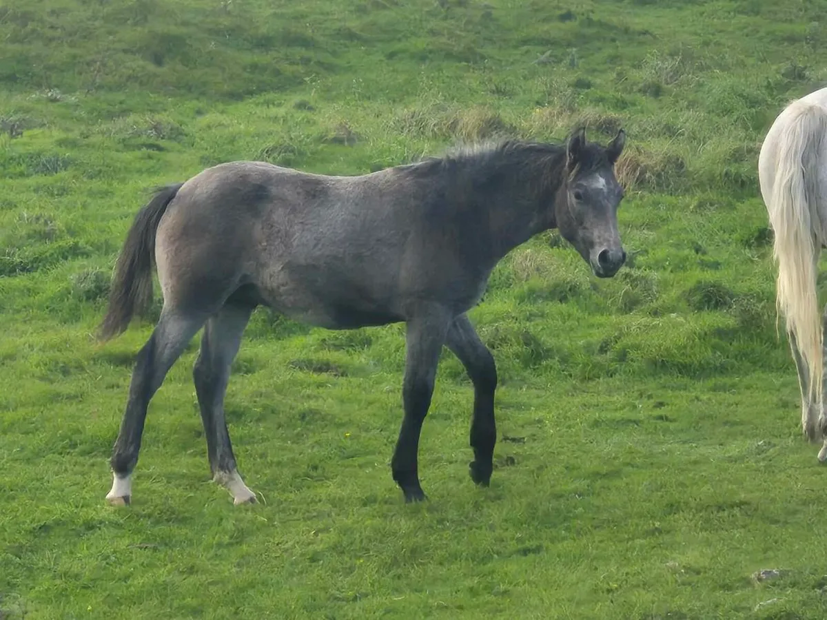 Reg Connemara Colt Foal - Image 4