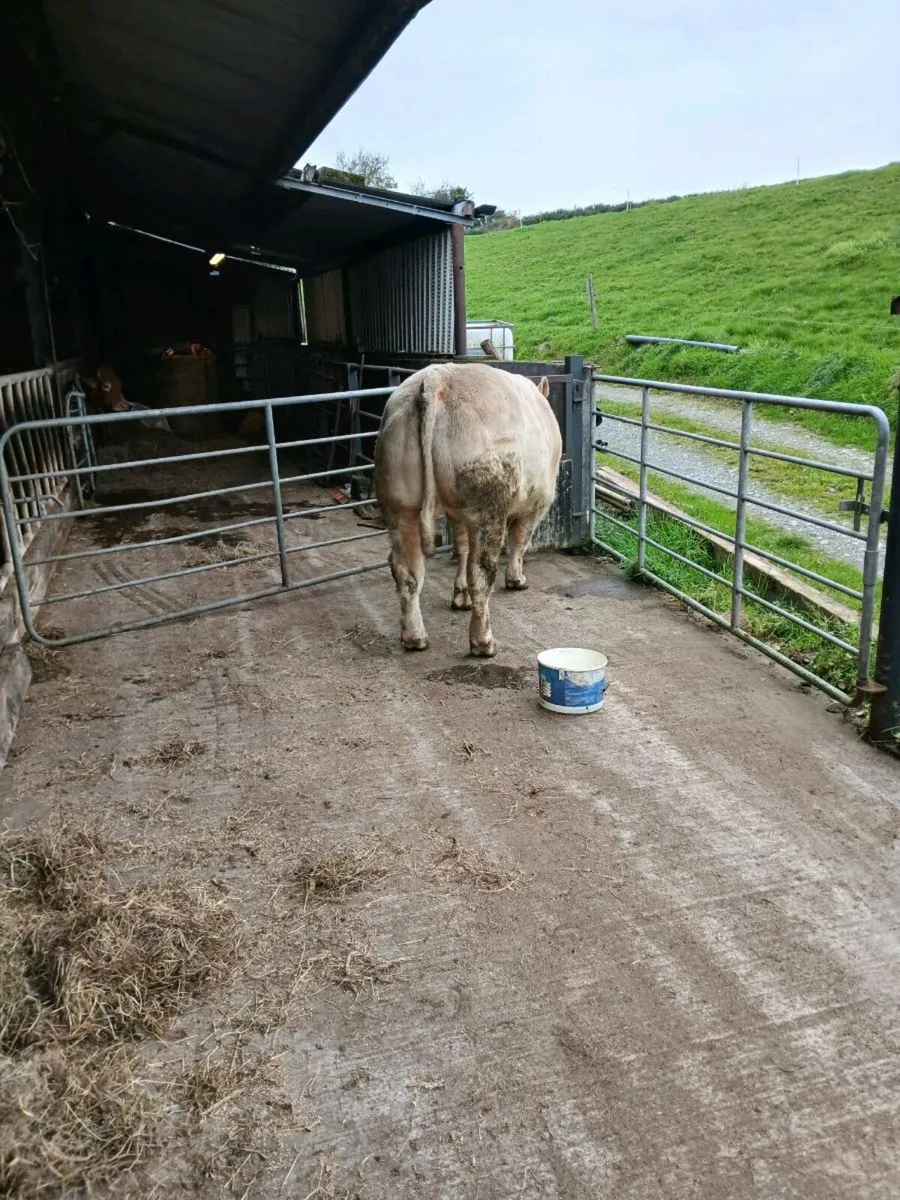 Charolais Bull - Image 2