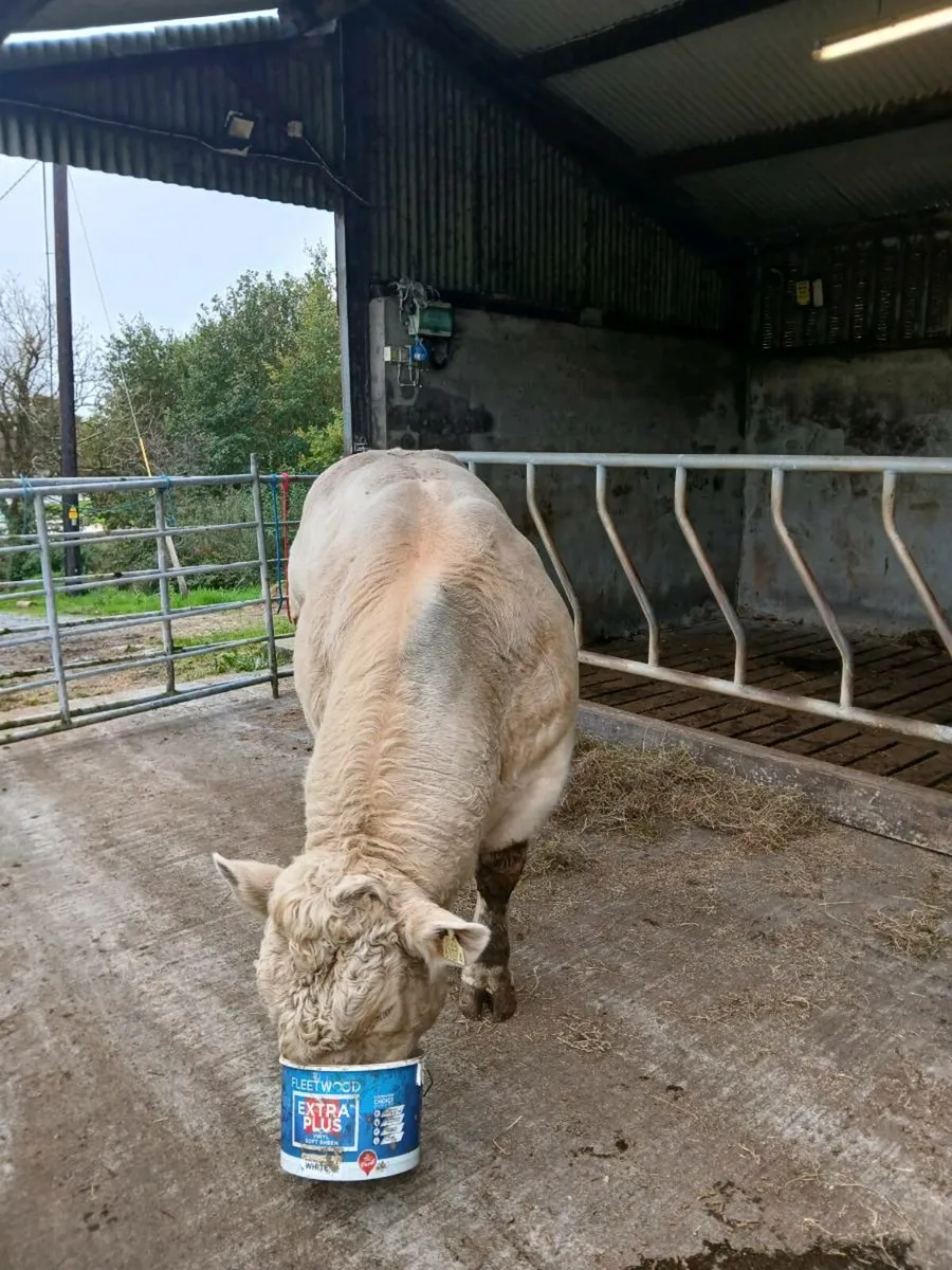 Charolais Bull - Image 3