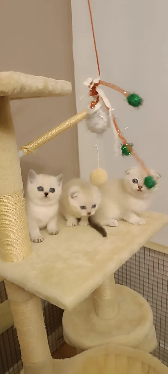 Cat - Image 2