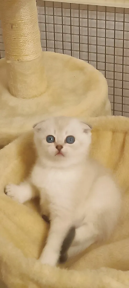 Cat - Image 3