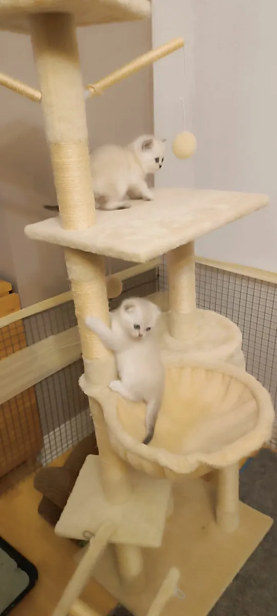 Cat - Image 4
