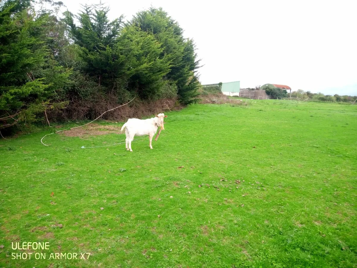 Puck goat - Image 1