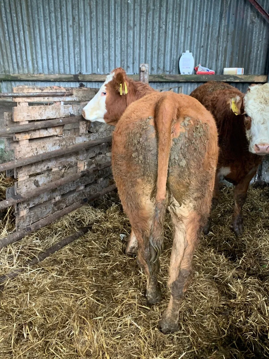 2 Super 5⭐️ Genotyped Breeding heifers for sale - Image 4