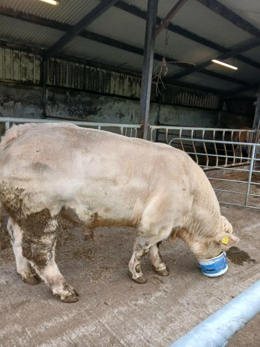 Charolais Bull - Image 1