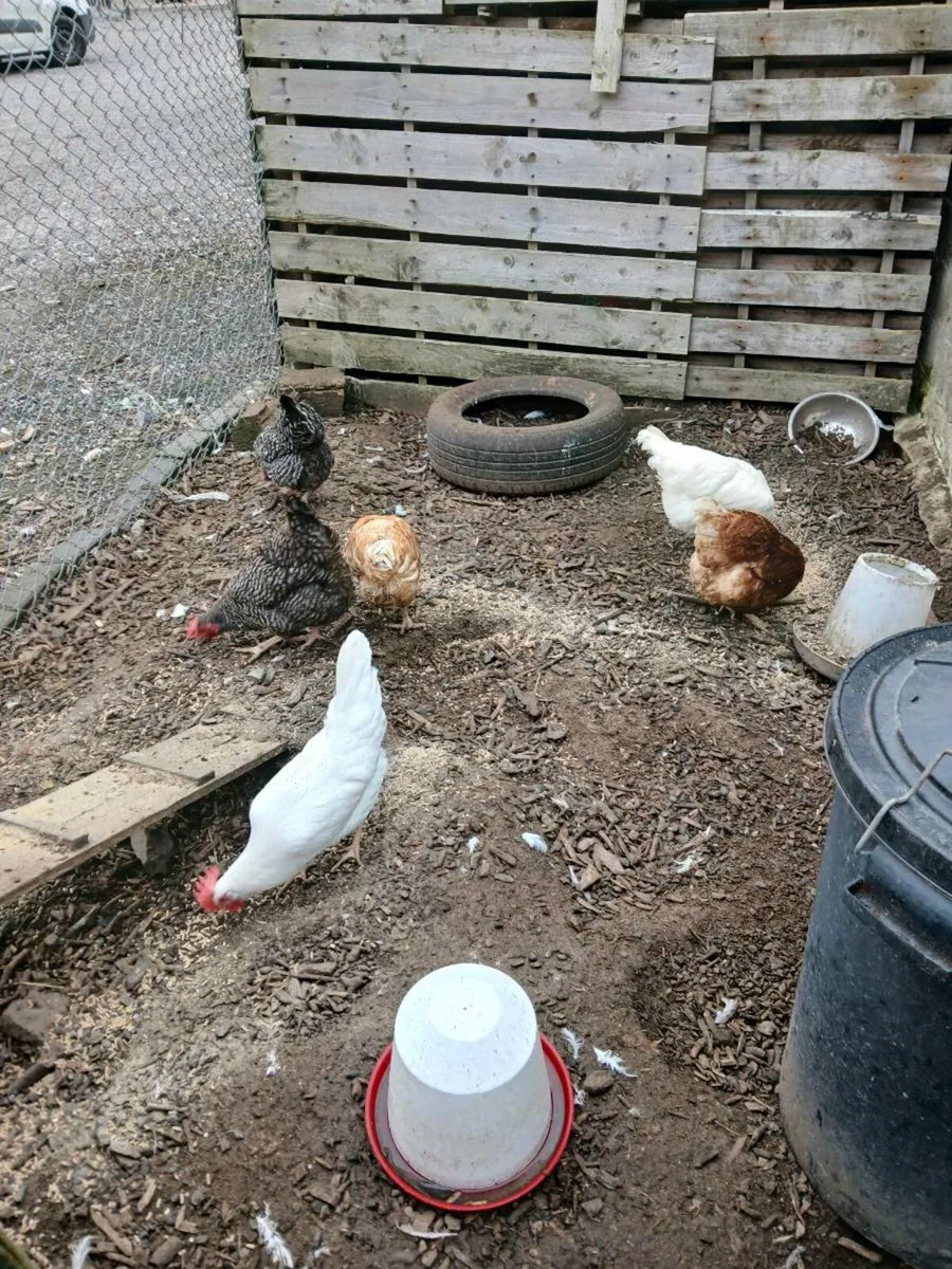 Chickens for sale - Image 1