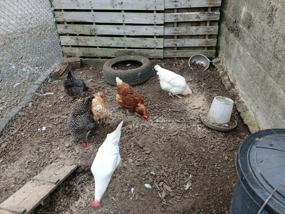 Chickens for sale - Image 2