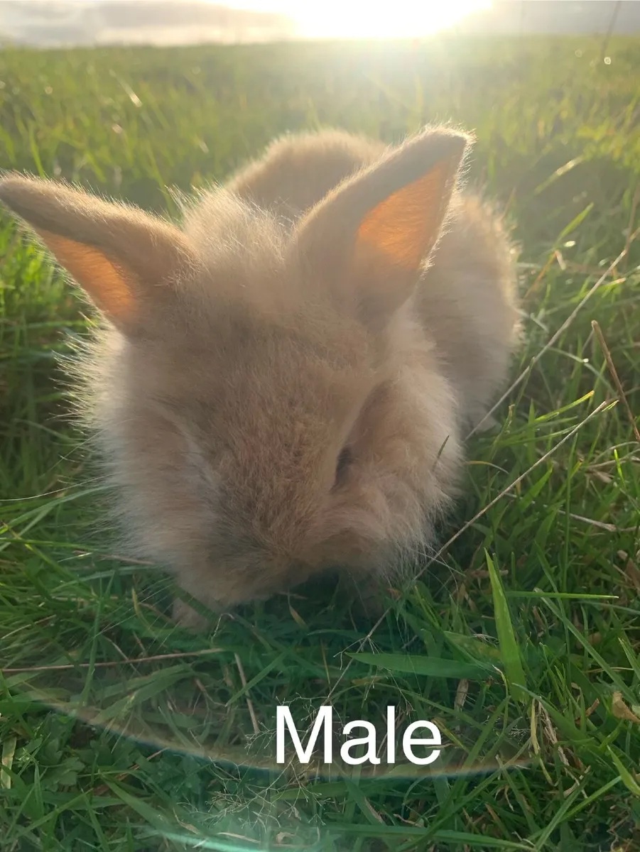 Rabbits and Hutches - Image 4