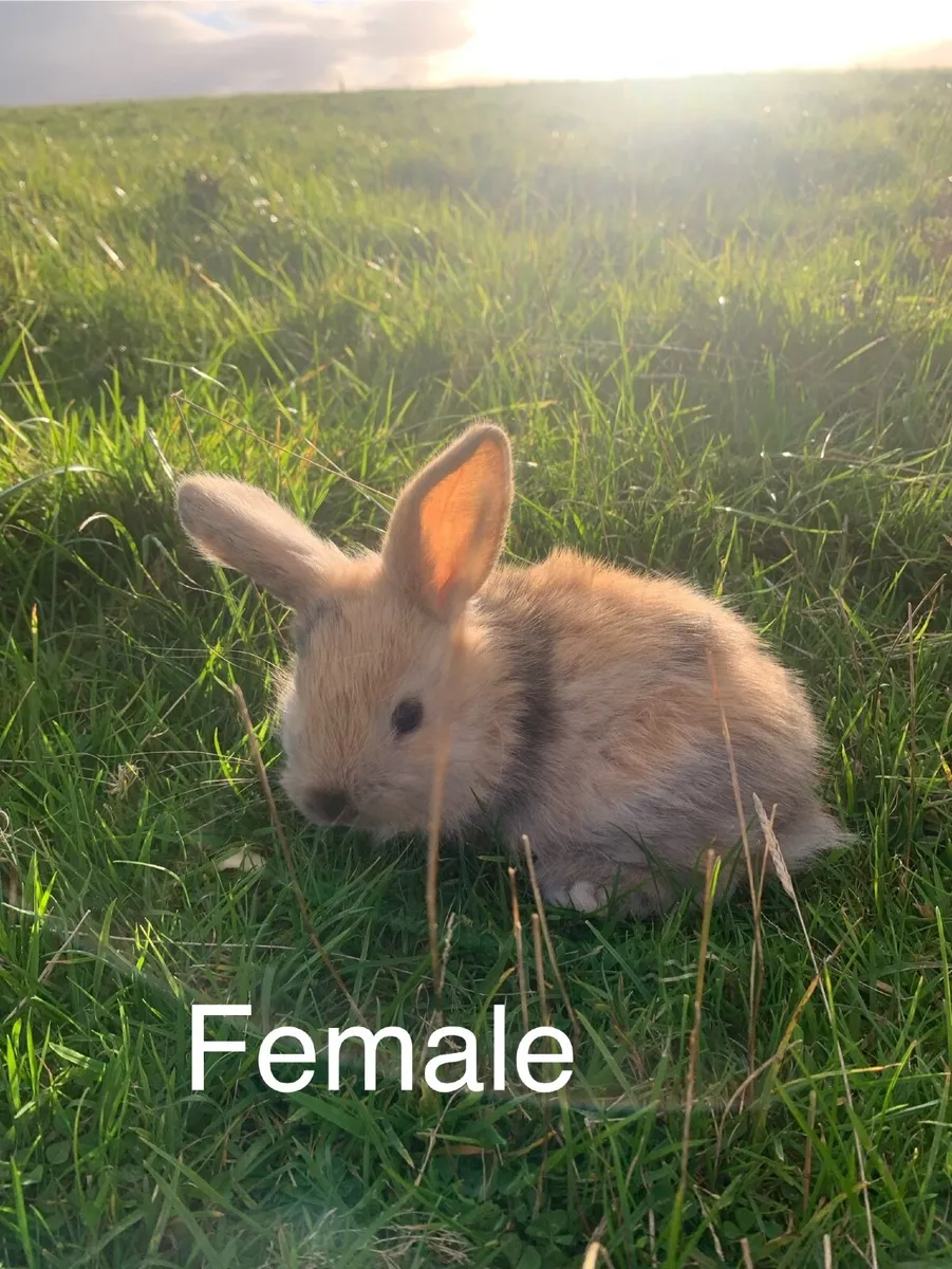 Rabbits and Hutches - Image 1