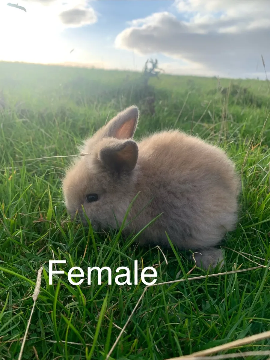 Rabbits and Hutches - Image 2