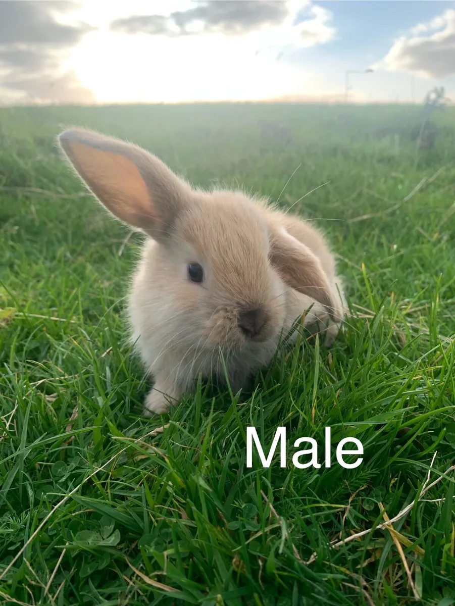 Rabbits and Hutches - Image 3
