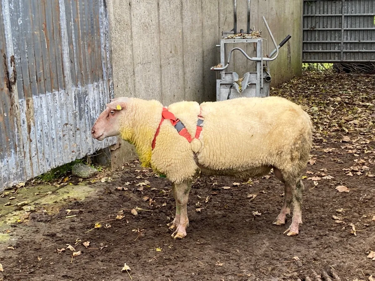 Rouge ram - Image 1