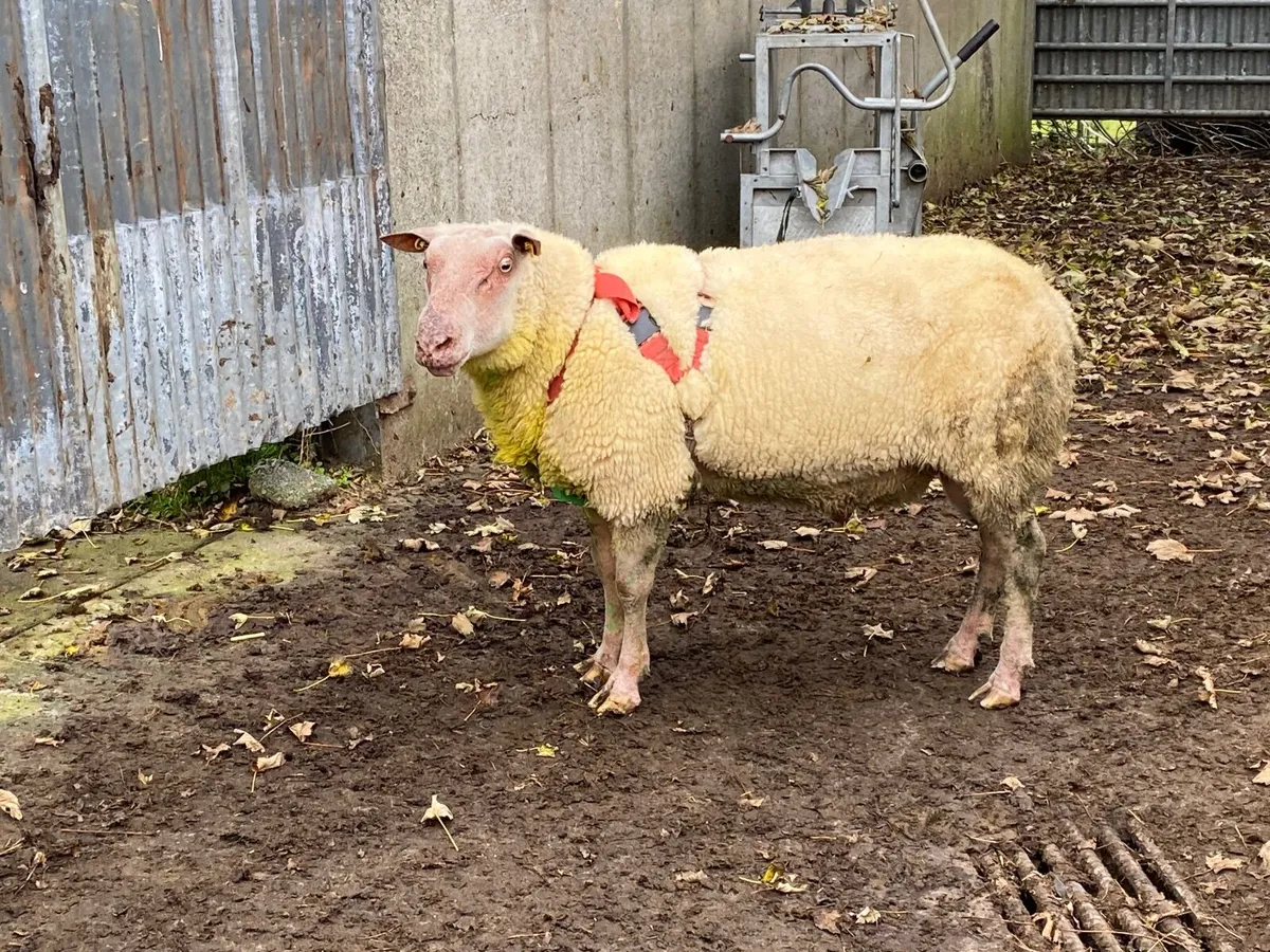 Rouge ram - Image 2