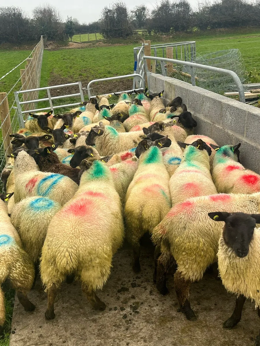 30 smashing Suffolk ewe lambs - Image 1