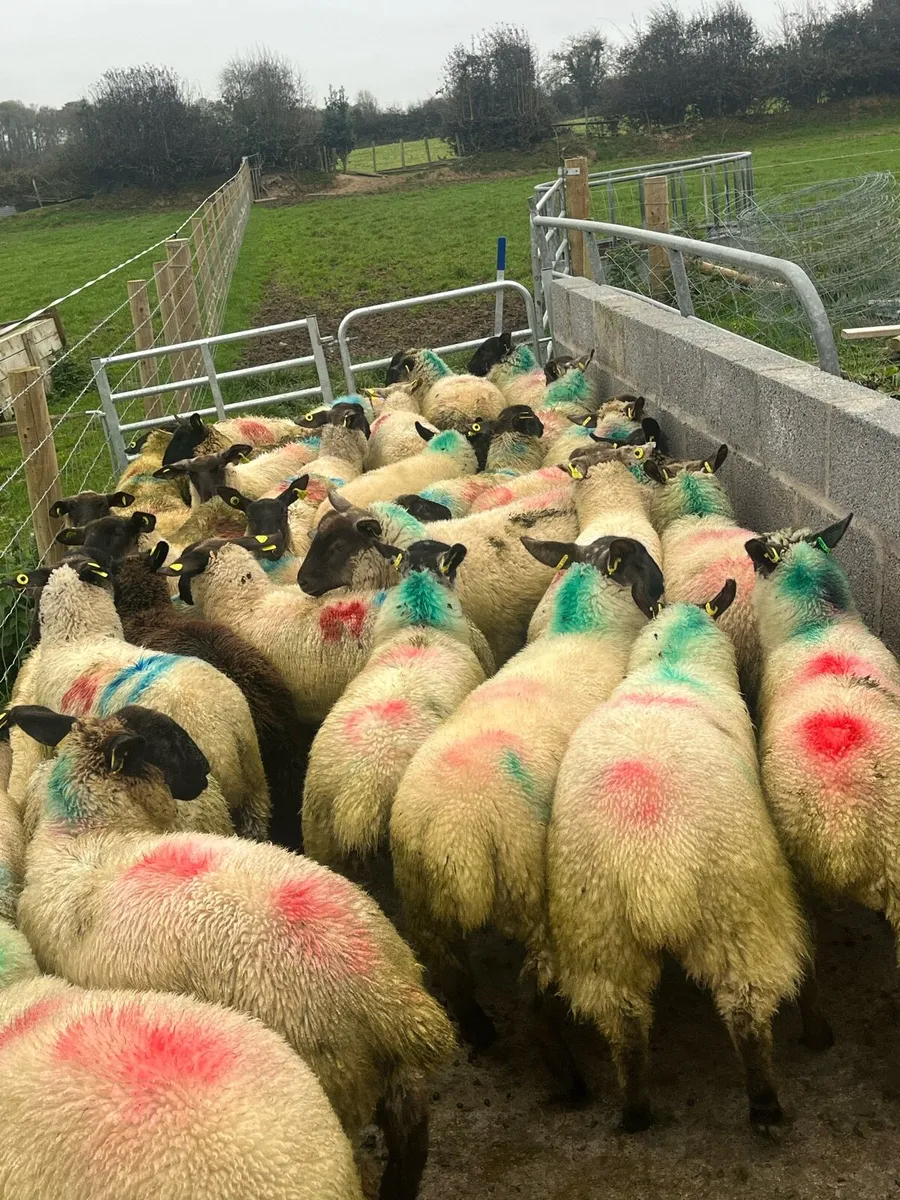 30 smashing Suffolk ewe lambs - Image 2