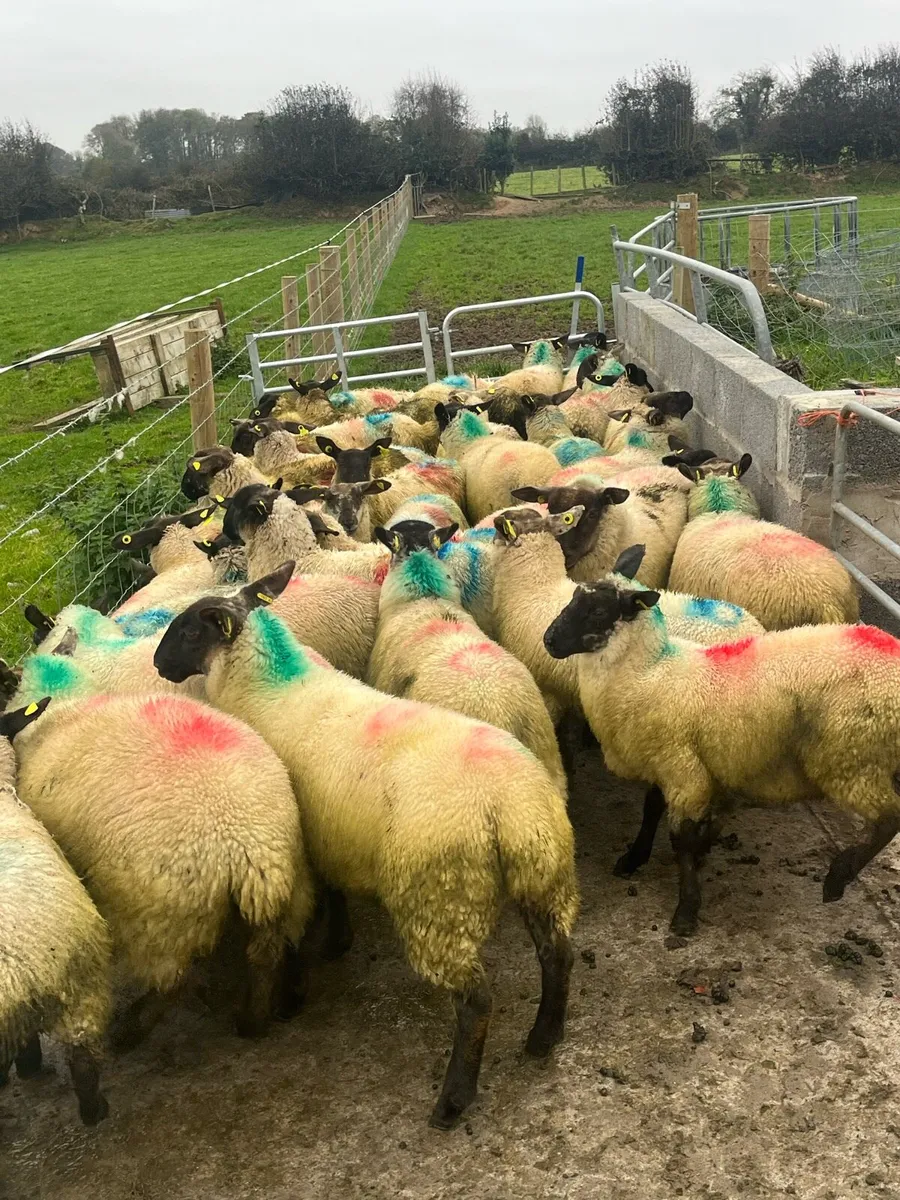 30 smashing Suffolk ewe lambs - Image 3