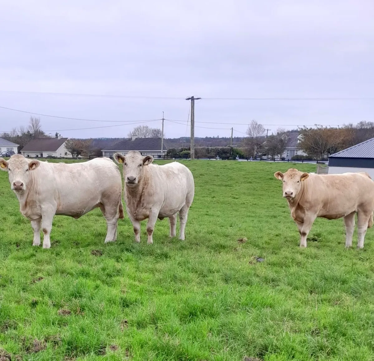 20 Superb Springers - Ennis Mart Tue 21st Oct - Image 2