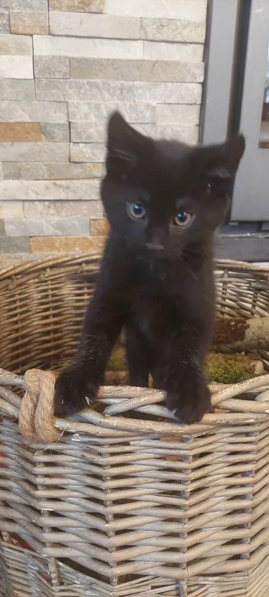 Kitten For Sale - One Left - Image 1