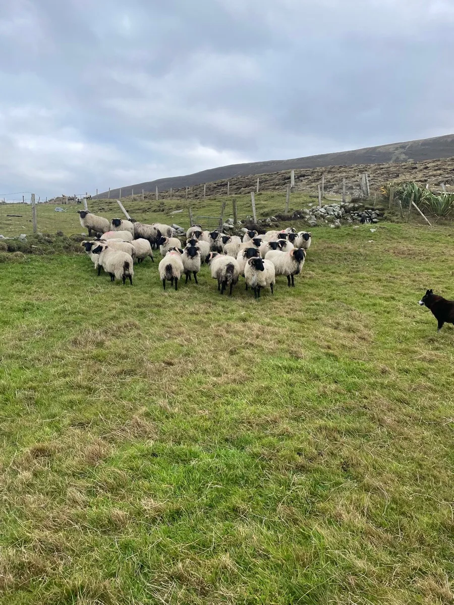 30 Ram Lambs