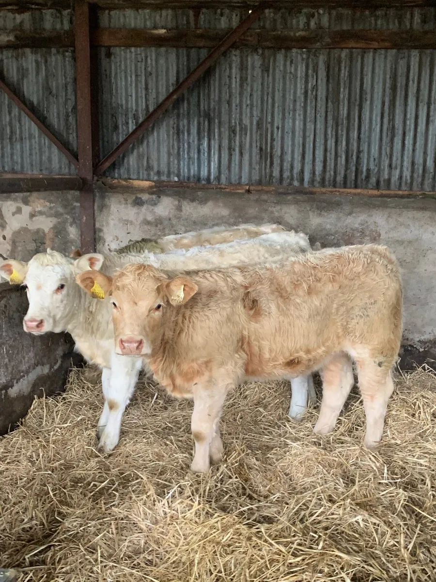 4 Lovely Quality Charlaois Weanlings for sale - Image 1