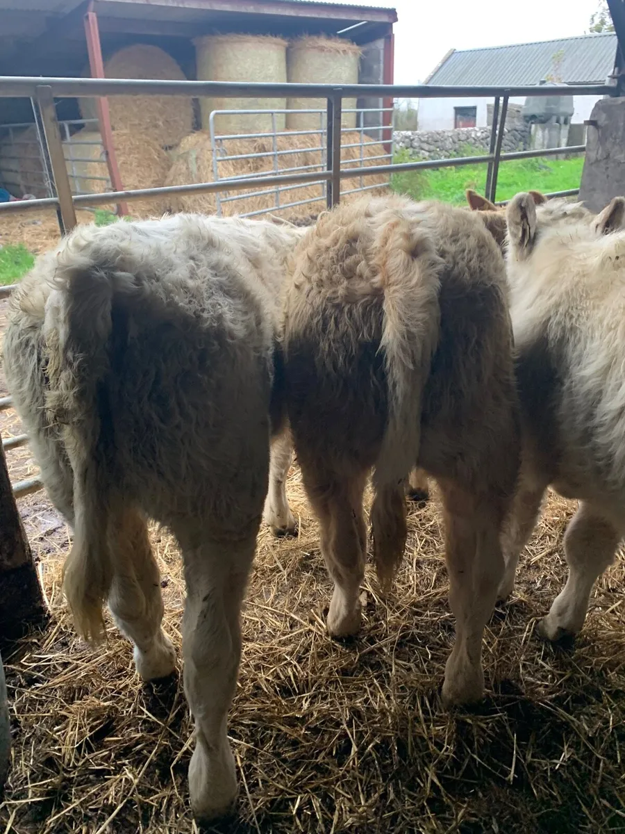 4 Lovely Quality Charlaois Weanlings for sale - Image 2