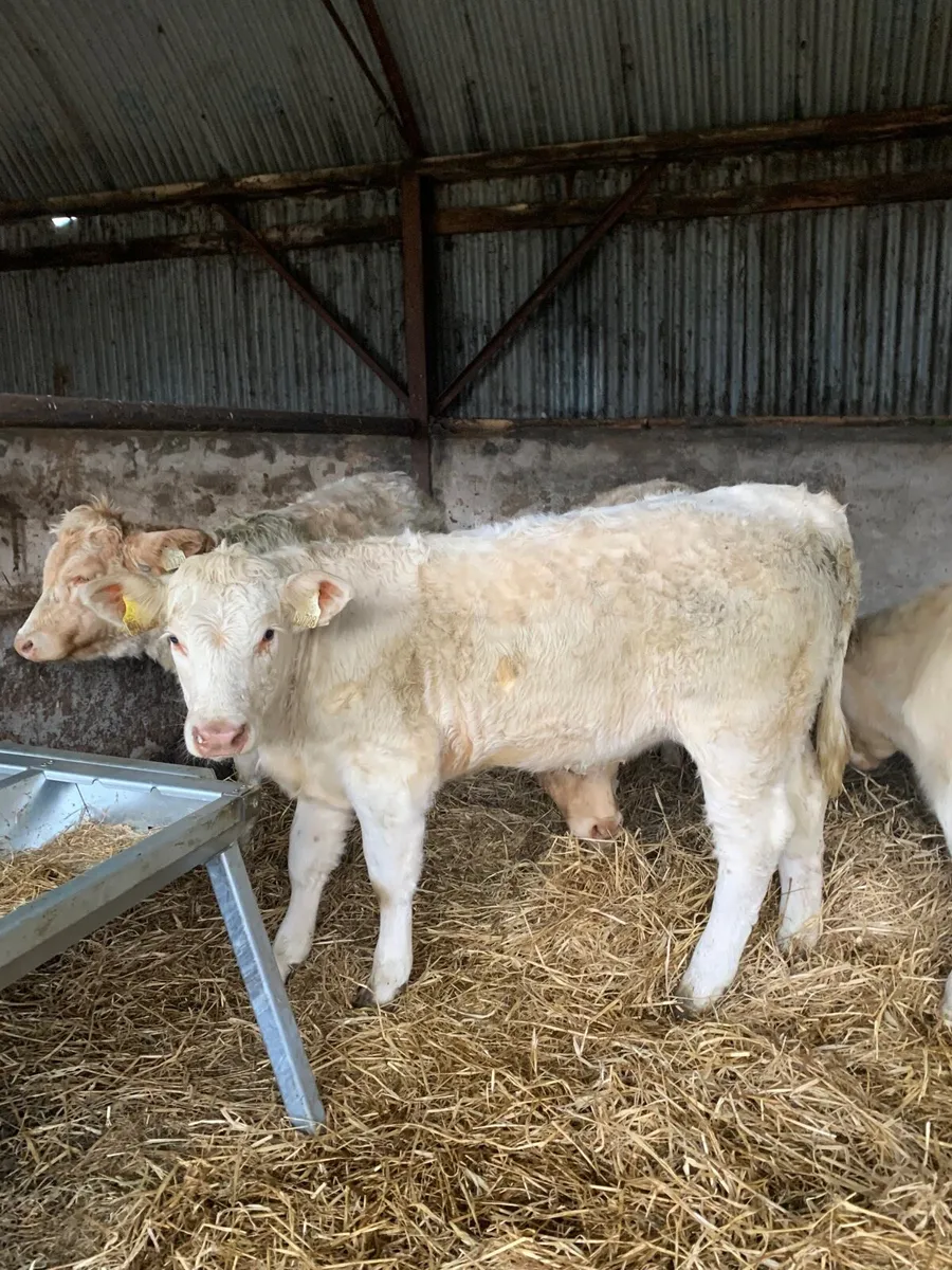 4 Lovely Quality Charlaois Weanlings for sale - Image 3