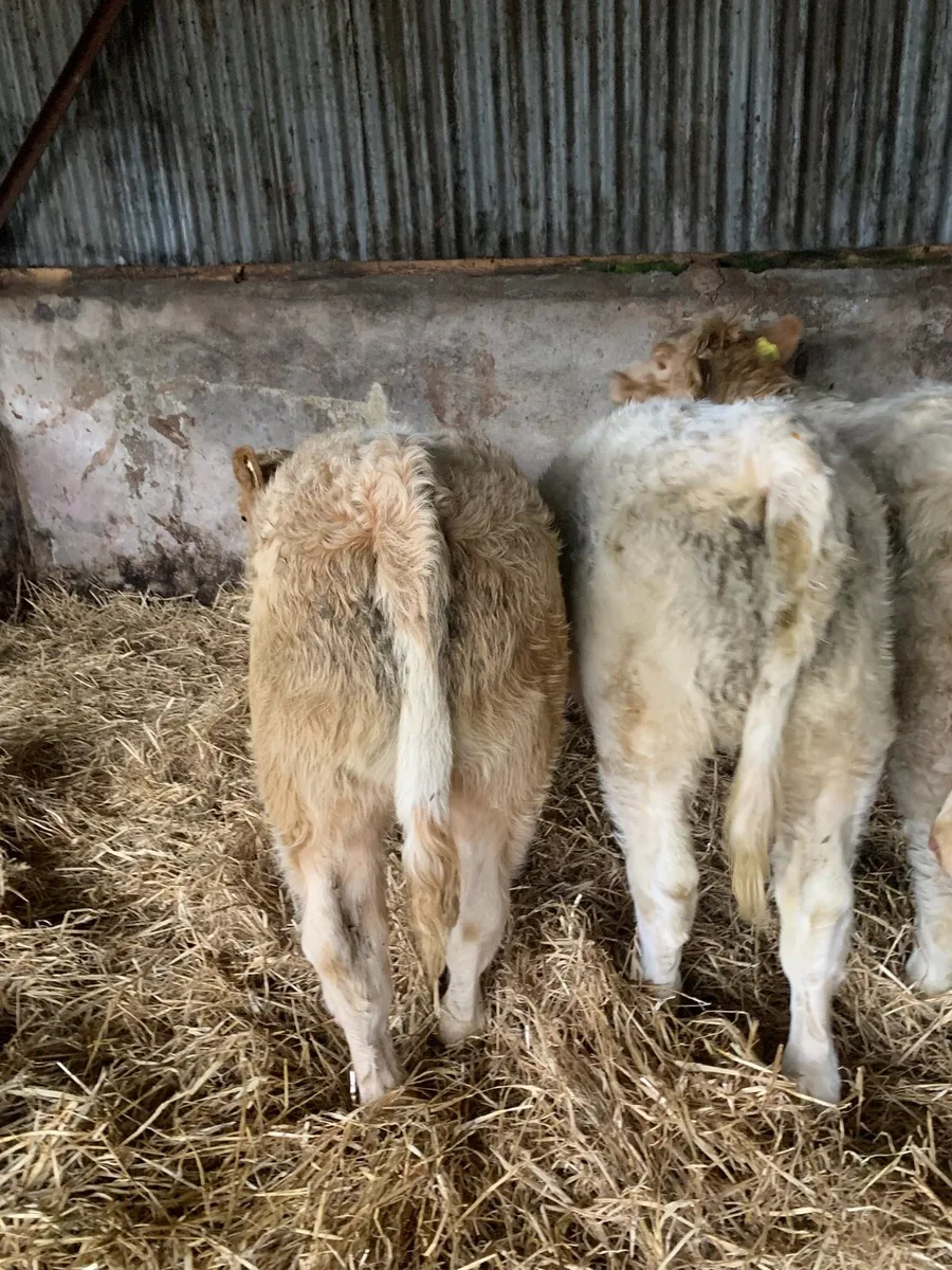 4 Lovely Quality Charlaois Weanlings for sale - Image 4