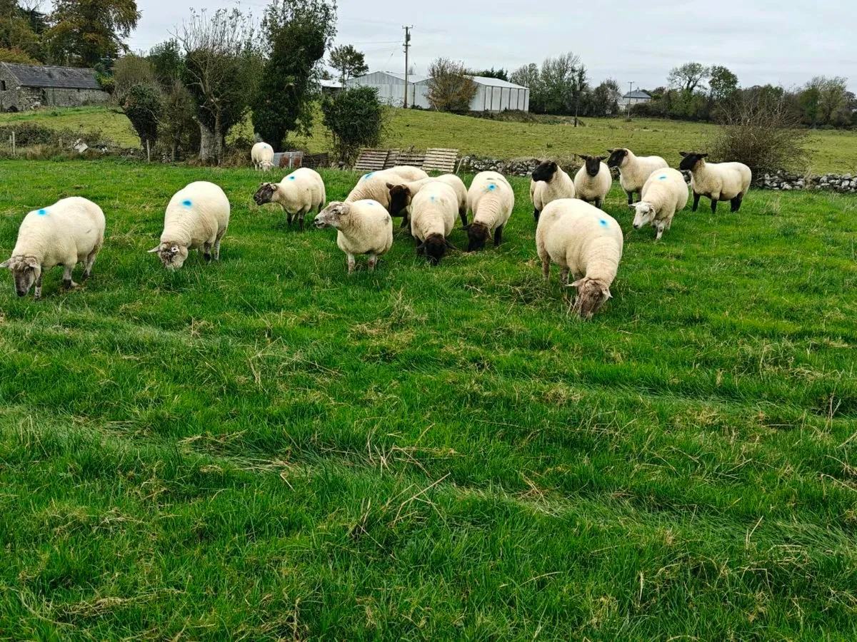 Breeding ewes - Image 1