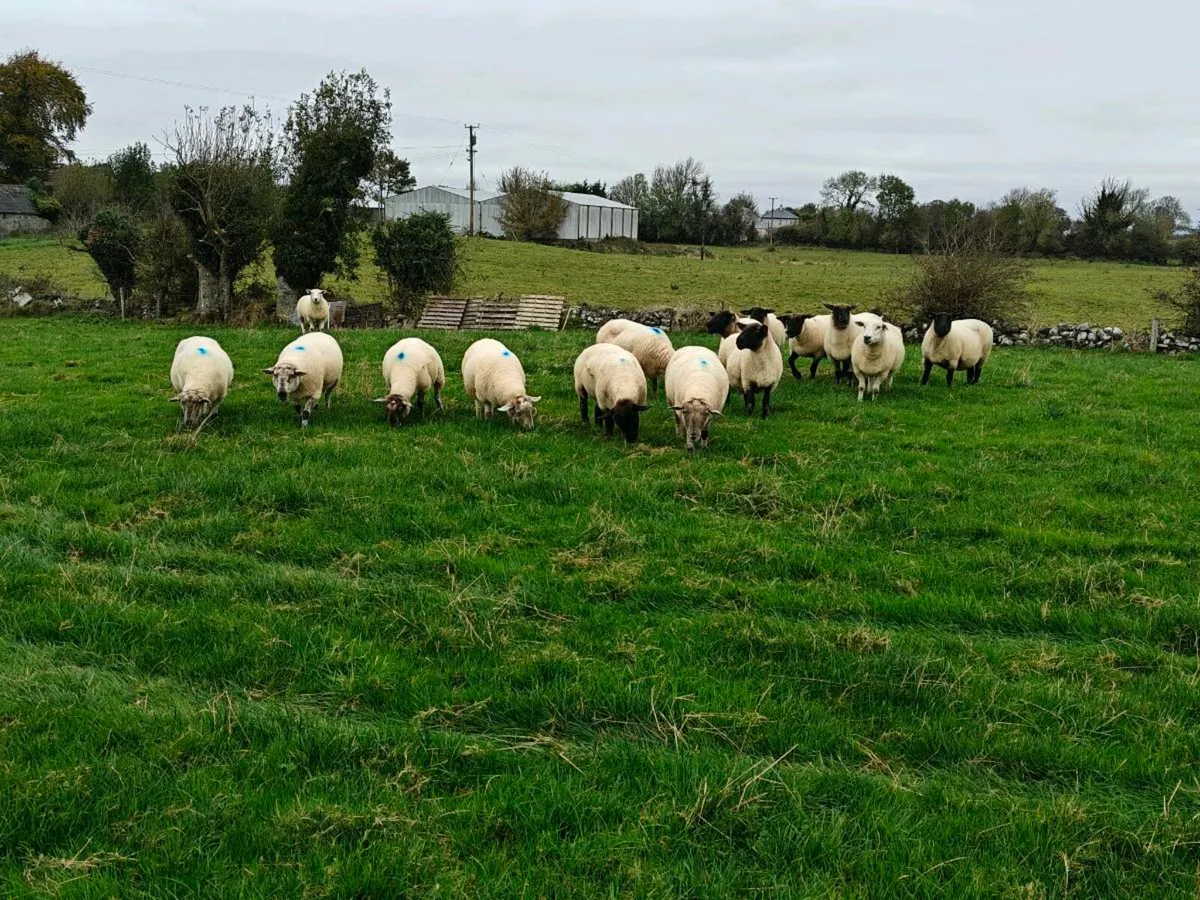 Breeding ewes - Image 2