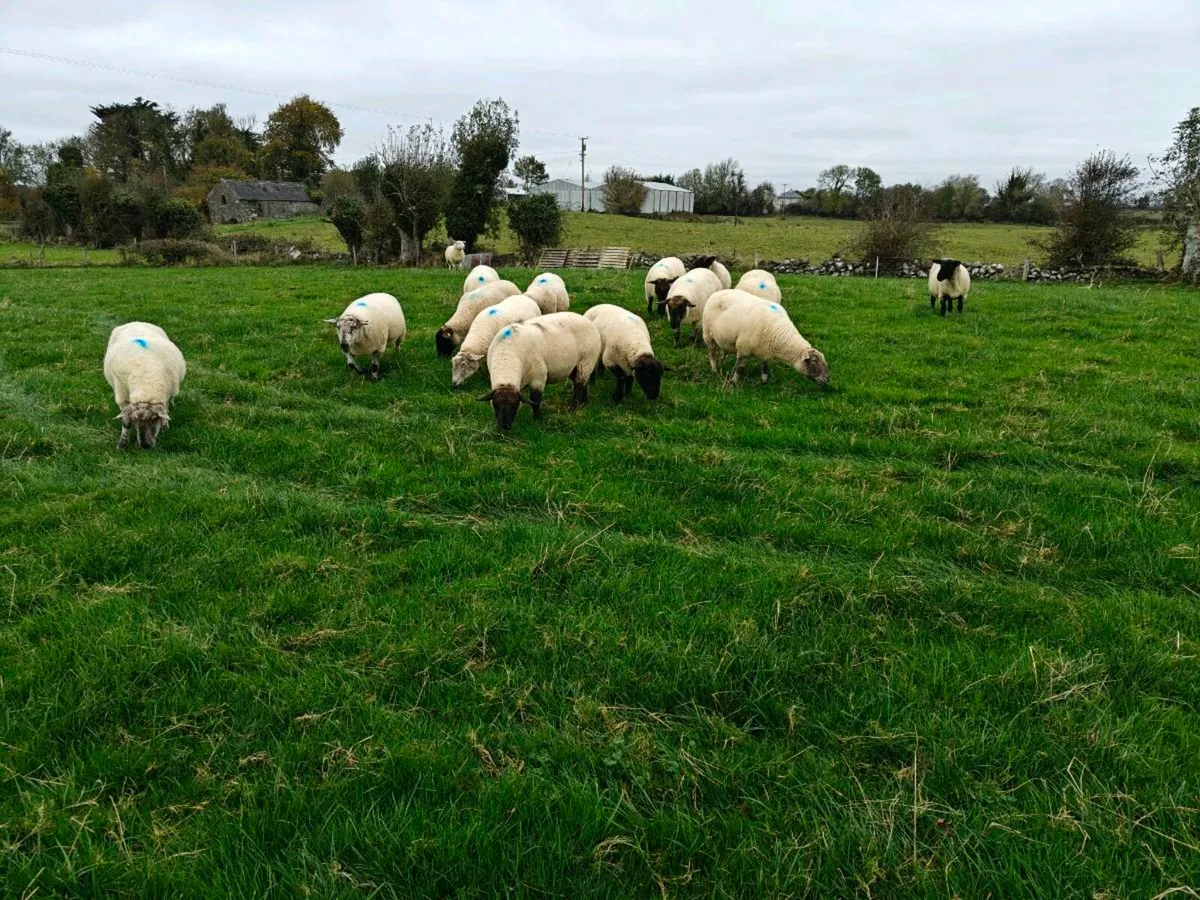 Breeding ewes - Image 3