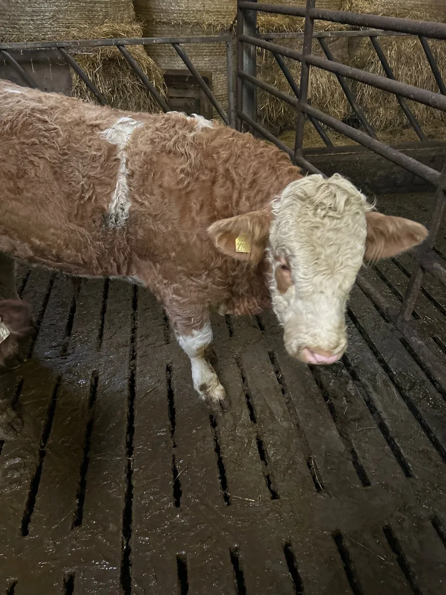 Simmental bull - Image 1