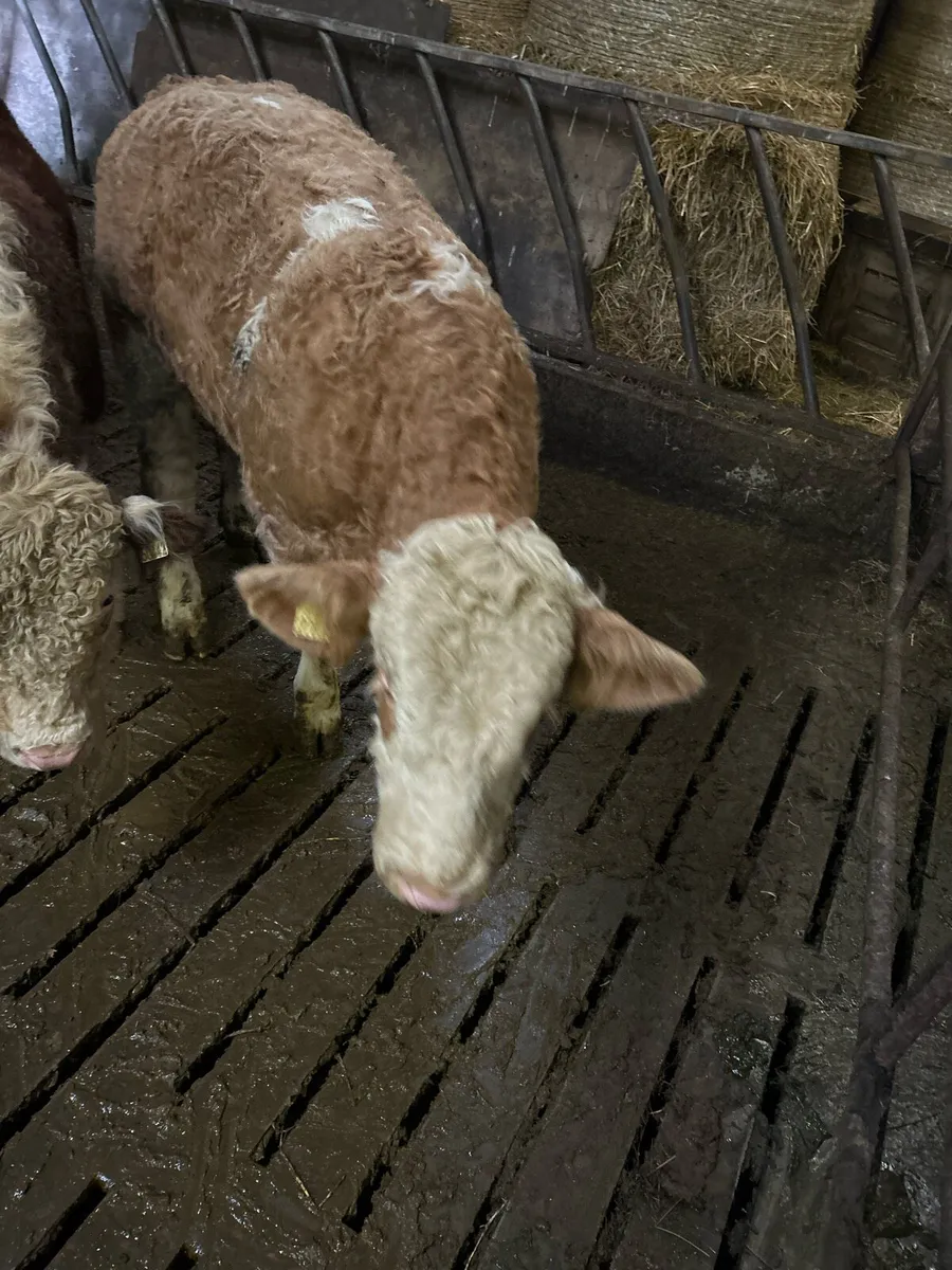 Simmental bull - Image 2