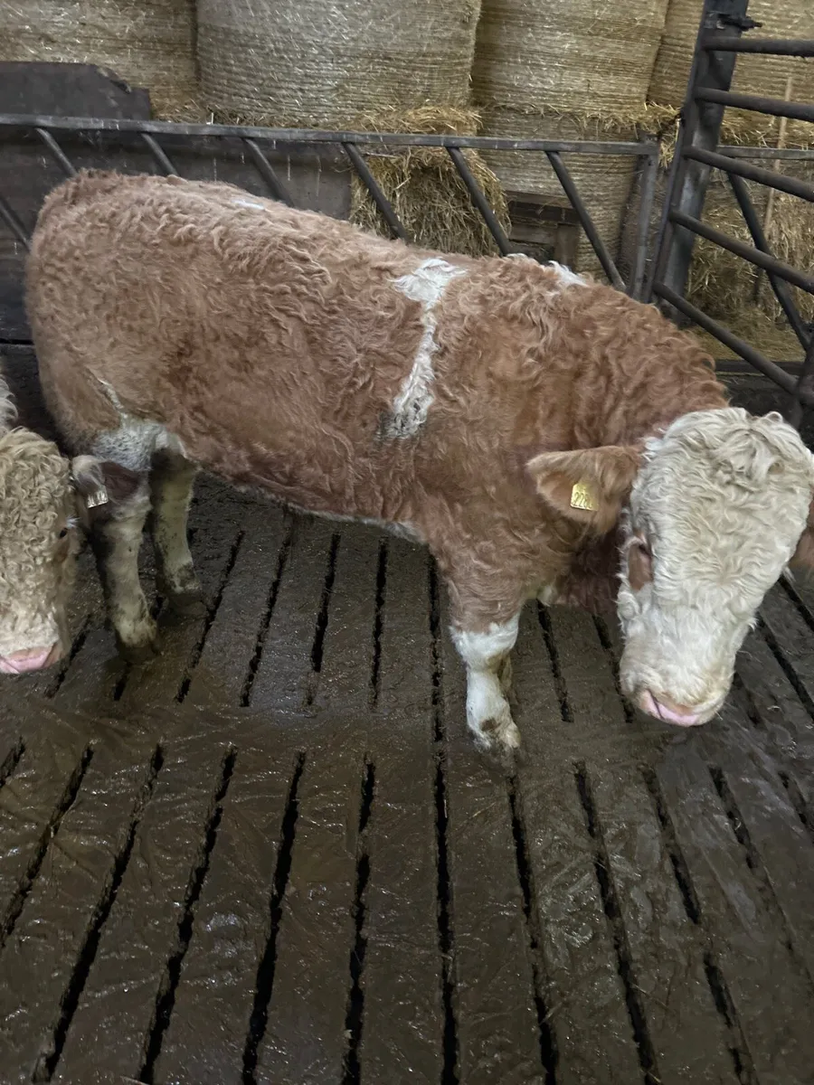 Simmental bull - Image 3