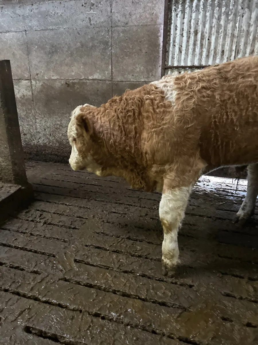 Simmental bull - Image 4