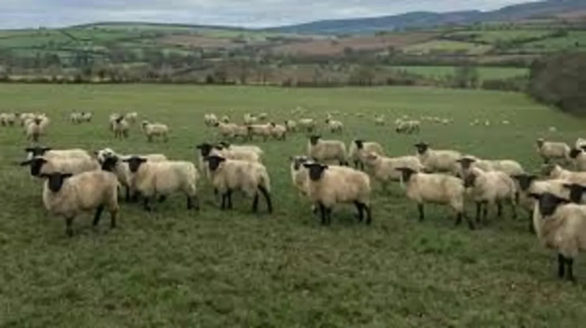 Store Lambs for Sale