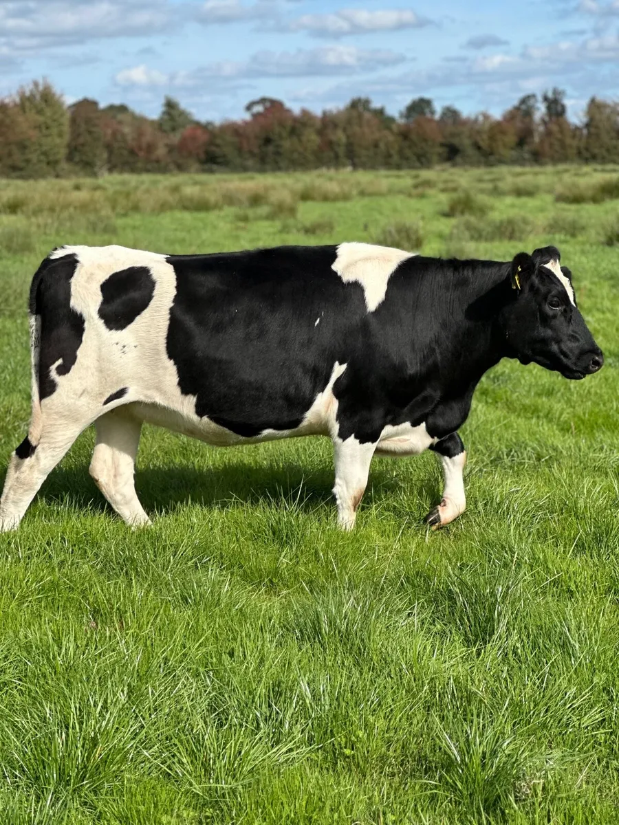 6no. incalf  heifers - Image 2