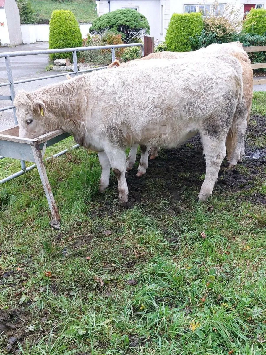 Calves - Image 2