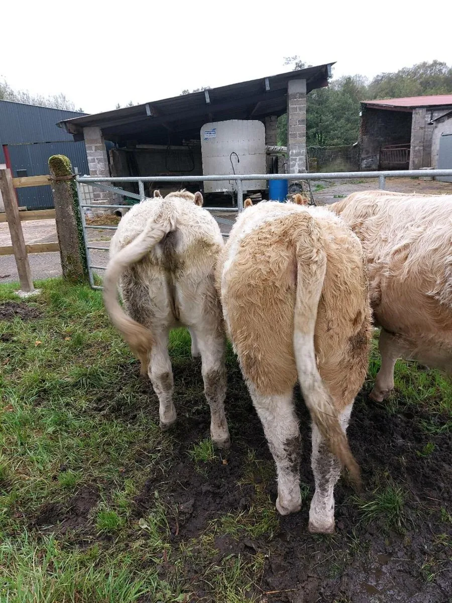 Calves - Image 3