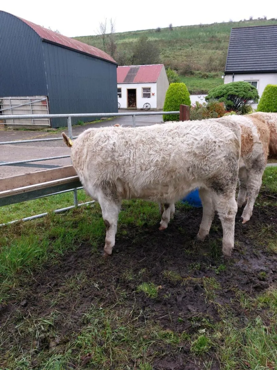 Calves - Image 4