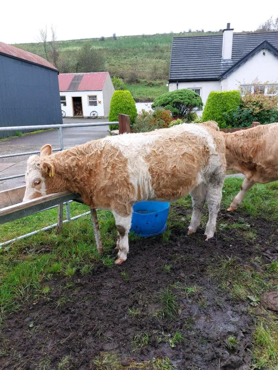 Calves - Image 1