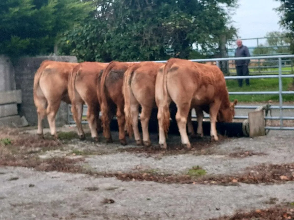 Butcher heifers - Image 1