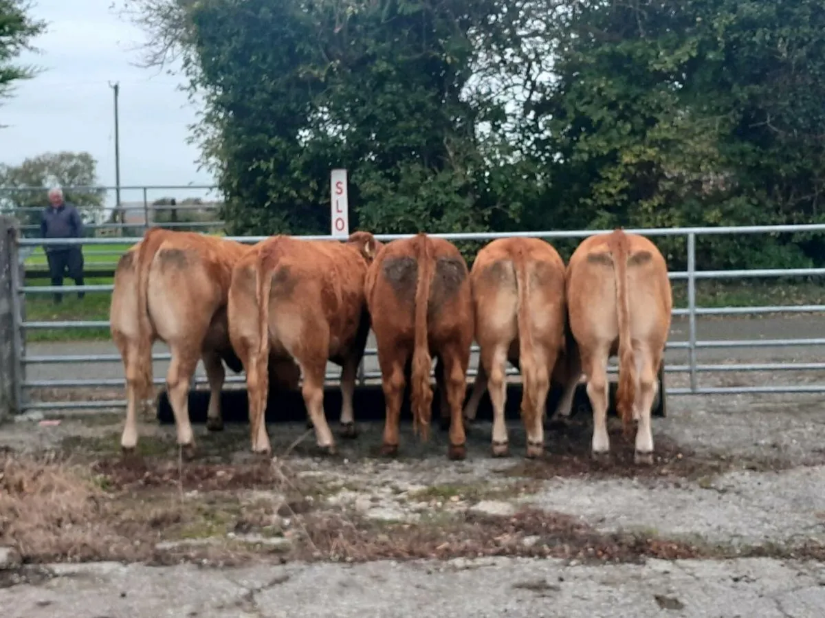 Butcher heifers - Image 2